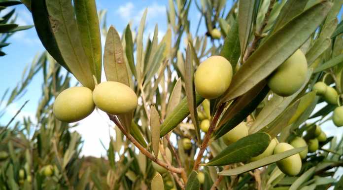 Galbiate presenta “Le Radici con le Ali”: progetto che unisce ulivi e inclusione sociale