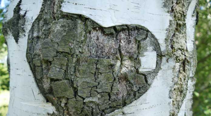 Psicologia e vita. Cosa vuol dire “Ti amo”?