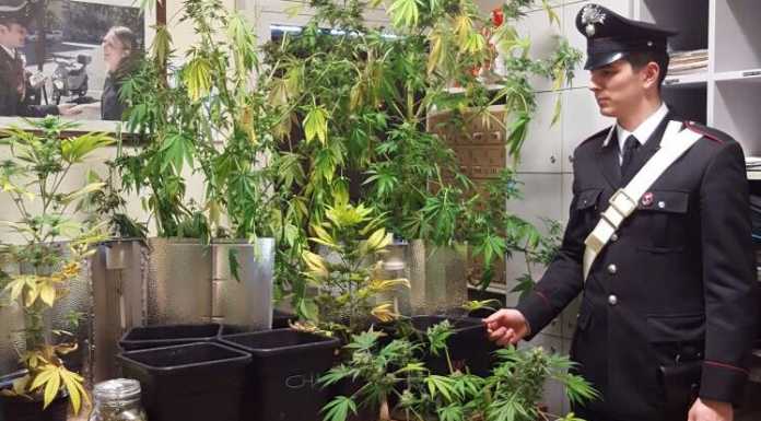 Serra di Marijuana in casa: due arresti a Lomazzo, sequestrate 11 piante