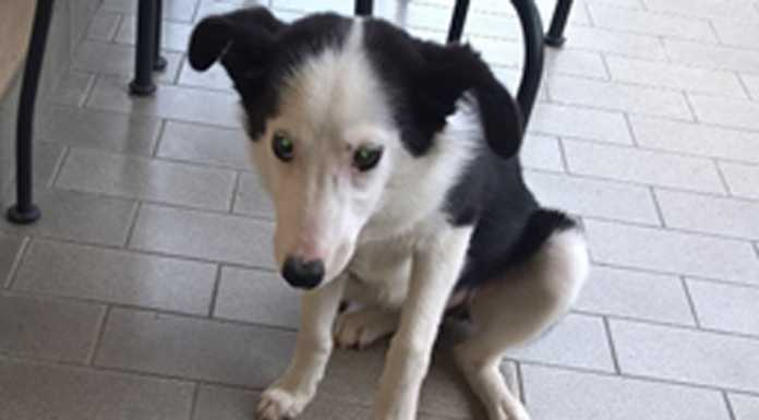 Acquate, trovata una cagnolina. Si cerca il proprietario