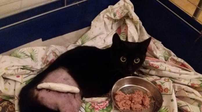 Smarrita gatta nera a Maggianico, appello per ritrovarla