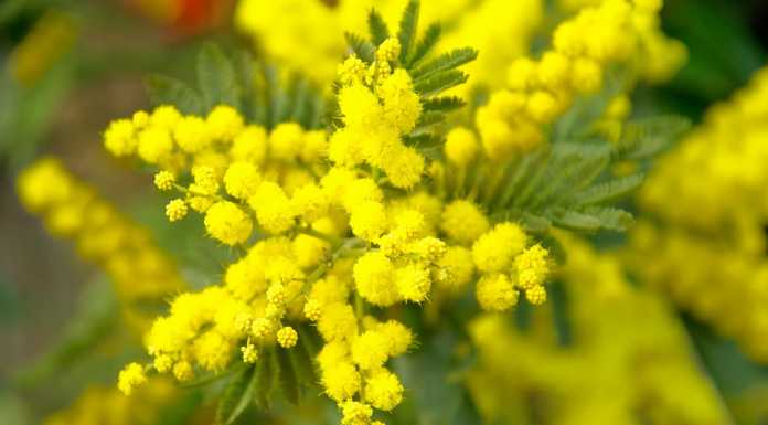 La festa della donna ai tempi del Coronavirus