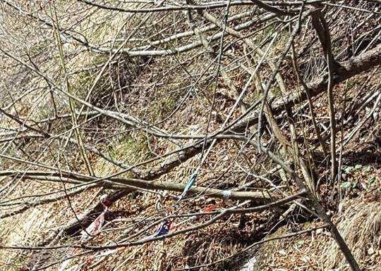 Ordigno bellico disinnescato dai militari nei boschi di Barzio