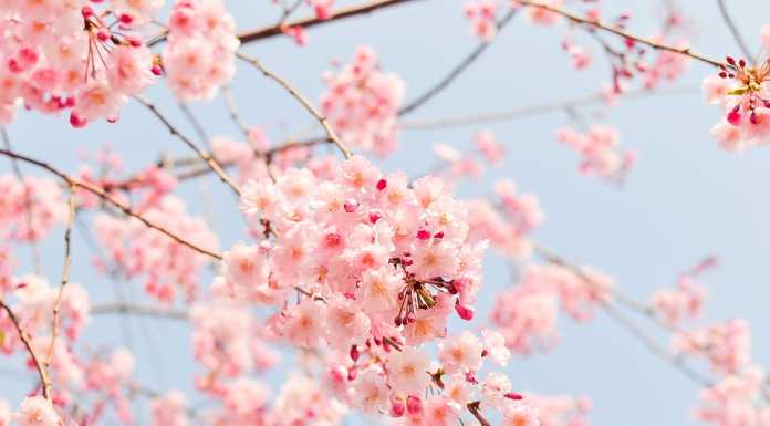 21 marzo: è Primavera! Ma l’equinozio è stato ieri