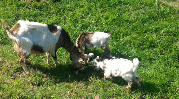 La Polisportiva di Monte Marenzo elegge “miss capra 2017”
