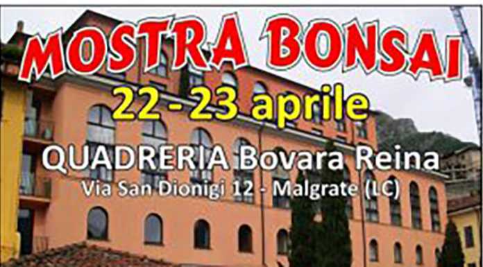 Circolo Bonsai. Una mostra alla Quadreria Bovara Reina di Malgrate