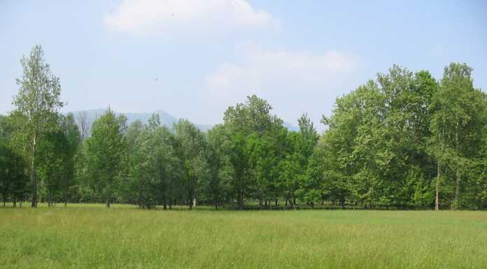 Un parco del mais tra Bosisio e Molteno: la proposta ambientalista