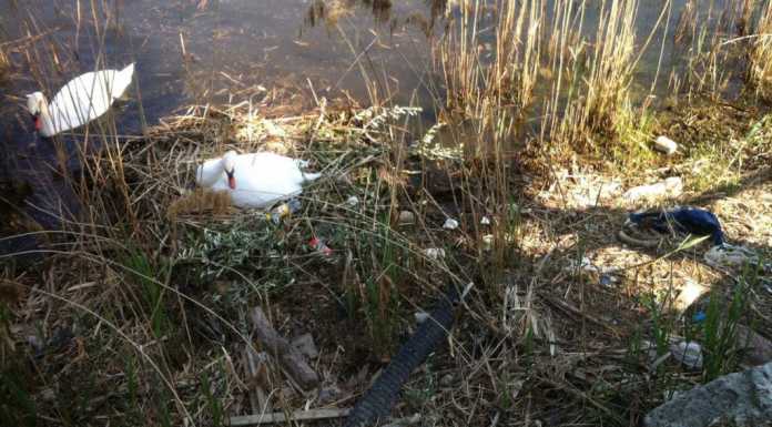 Pescate. Tiro al bersaglio contro il nido dei cigni, l’appello del sindaco