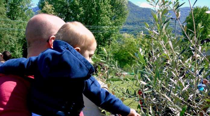 Venti olivi per dare il benvenuto ai nuovi nati a Olginate