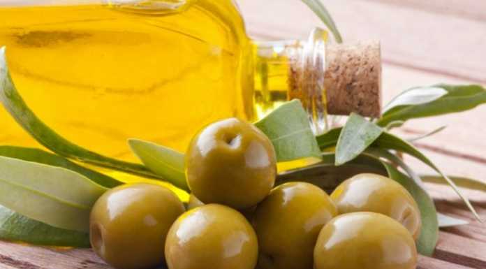 Sul Lario olive poche, resa in aumento: “Del 10% o poco superiore”