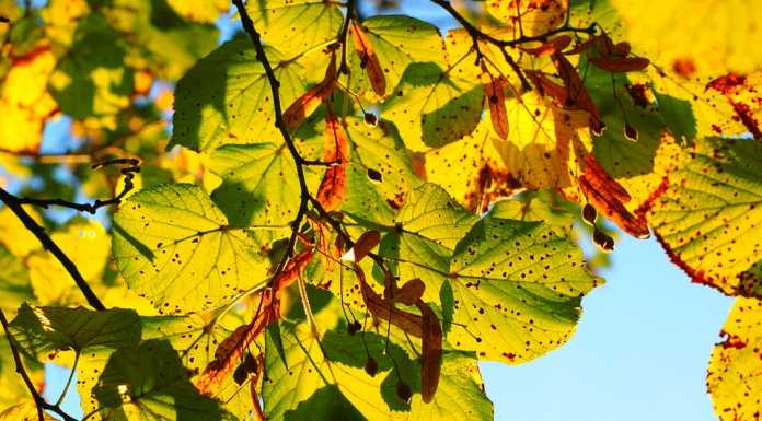 Un bosco per la città: gli studenti piantano nuovi alberi a Valmadrera