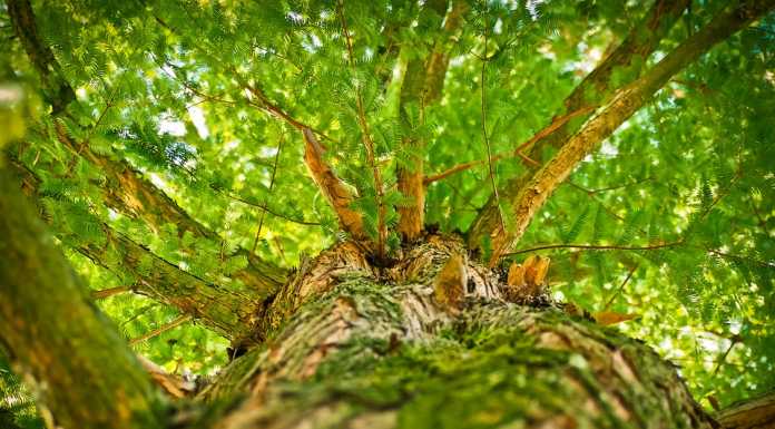 Due domeniche di “treeclimbing” al Crazy-Bosco di Campiano