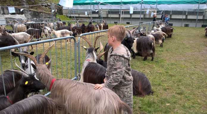 La mostra della Capra Orobica compie 30 anni, torna l’evento di Casargo