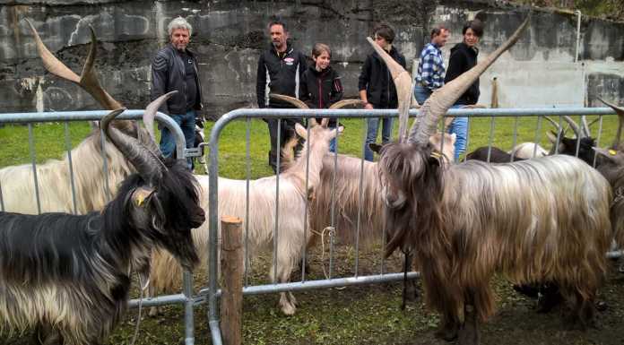In Valtellina 150 esemplari alla Mostra della capra orobica