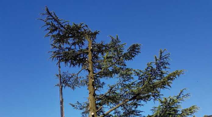 Perledo. Addio al cedro, abbattuto nonostante le proteste