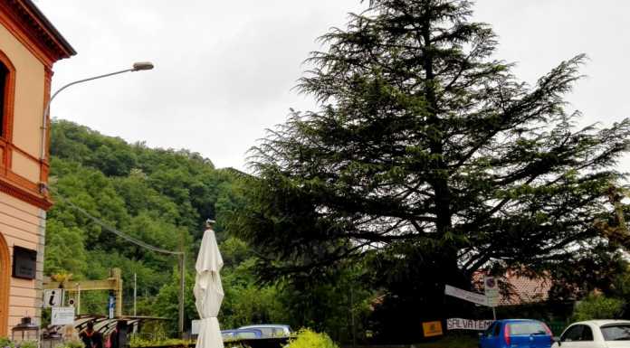 L’agronomo Buizza: “Il cedro di Perledo non ha colpe”