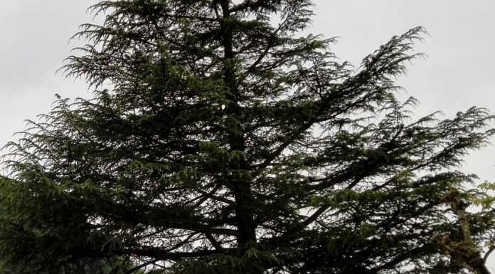 Firme a Perledo e Varenna: “Non tagliate il cedro in stazione”