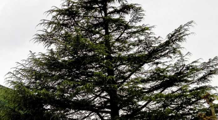 Perledo e il cedro. Il Comune: “La sicurezza vale più di un albero”