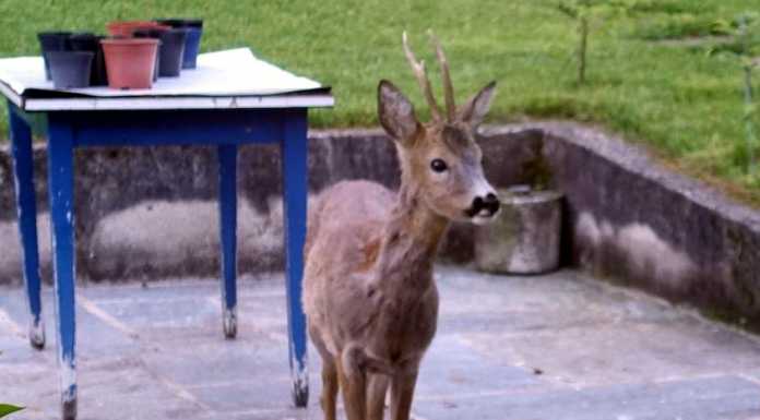 Abbadia. Guarda un po’ chi viene a colazione…