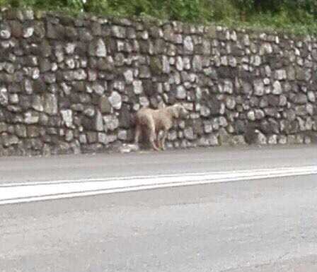 Pescate. Vagava sulla provinciale, cane salvato da sentinelle e Polizia