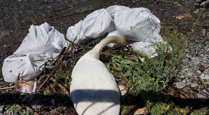 Dervio. Nido di cigni a rischio, si lavora per metterlo al riparo