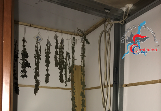 Droga, arrestato 53enne nel comasco. In casa una serra per coltivare ‘erba’
