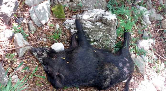 Cinghiale morto sul sentiero a Civate. A luglio la legge sul contenimento