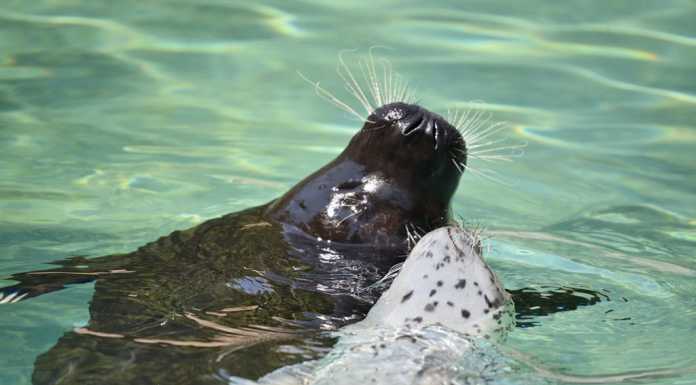 Fiocco rosa e azzurro a Le Cornelle: nati due cuccioli di foca