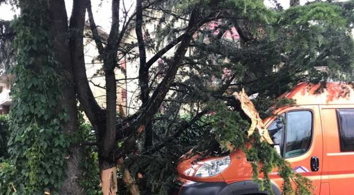 Colico. Fulmine colpisce albero: rami spezzati. Due furgoni danneggiati