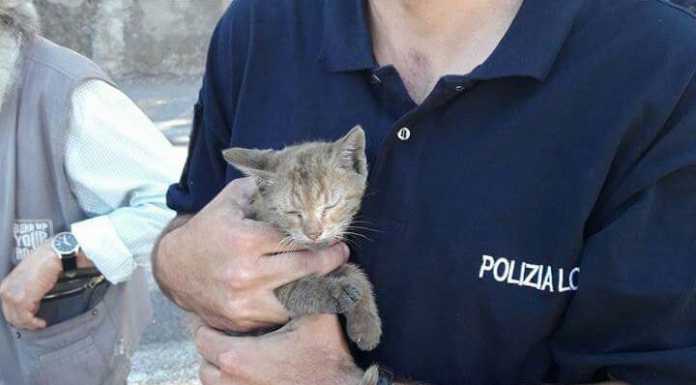 Germanedo. Micio incastrato in un’auto: salvato, ha già trovato casa