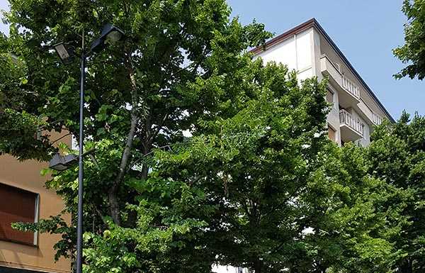 Giorgio Buizza: “Quel verde dimenticato lungo il Viale Turati”