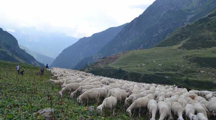 Transumanza da valorizzare, finanziato il progetto di Parco Adda Nord