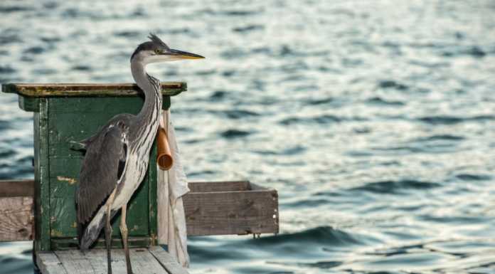 La storia dell’airone Ibra, ‘adottato’ dai pescatori di Dervio