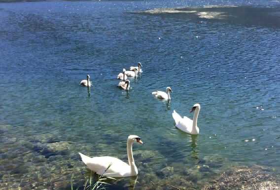 Cigni e papere: a Pescate si ammirano i piccoli arrivi