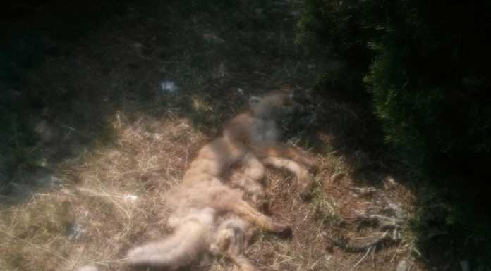 Lettera. “Che degrado sulla provinciale tra Varenna e Lierna”