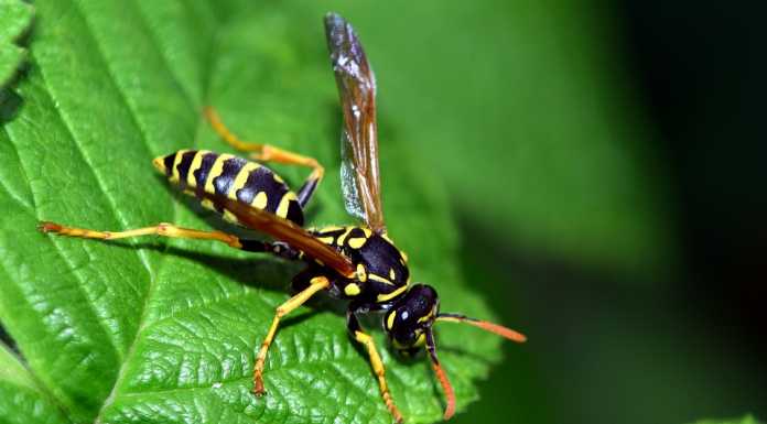 Oggiono. Punto dalle vespe, anziano finisce all’ospedale