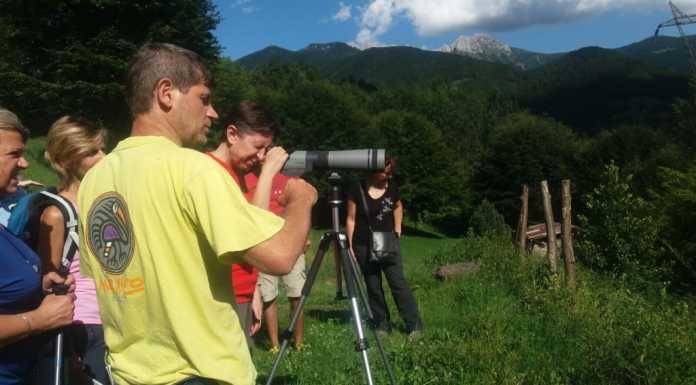 Parco Vivo: alla scoperta dei tronchi fossili delle Orobie