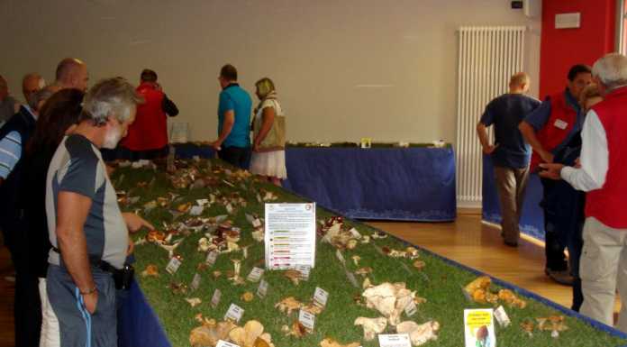 Fungolandia 2017: la passione per i funghi in Val Brembana