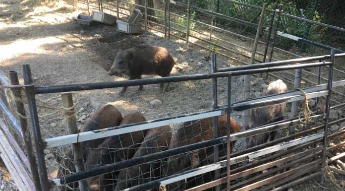 Appiano, maltrattamento di animali, sequestri alla “Fattoria delle Coccole”