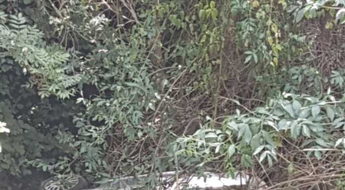 Margno. Auto esce di strada e vola in una scarpata, miracolati in 3