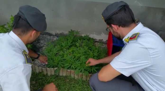 Coltivava marijuana “bio”, arrestato dalla GdF 34enne di Lodi