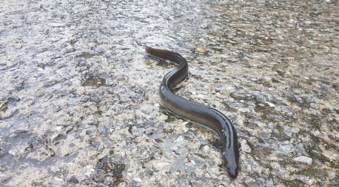 Lago. Sempre meno anguille, i pescatori ne immettono 250 esemplari