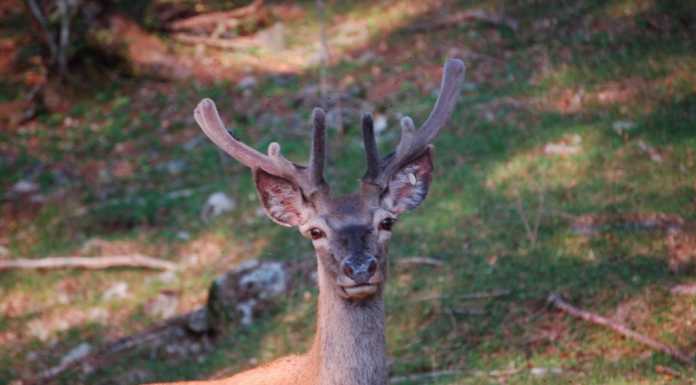 Piani delle Betulle: raccolta fondi per i cervi, appello ai nuovi volontari