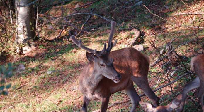 Pian delle Betulle: una giornata insieme ai cervi, grazie a Freccia 45