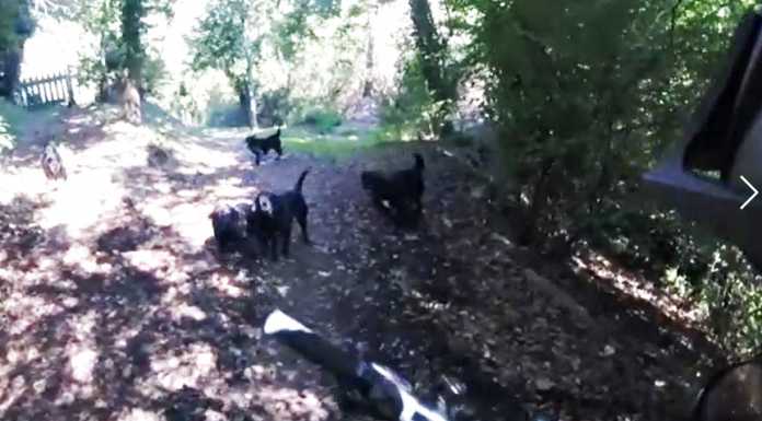 VIDEO – Ciclista minacciato da cinque cani nel Parco del Curone