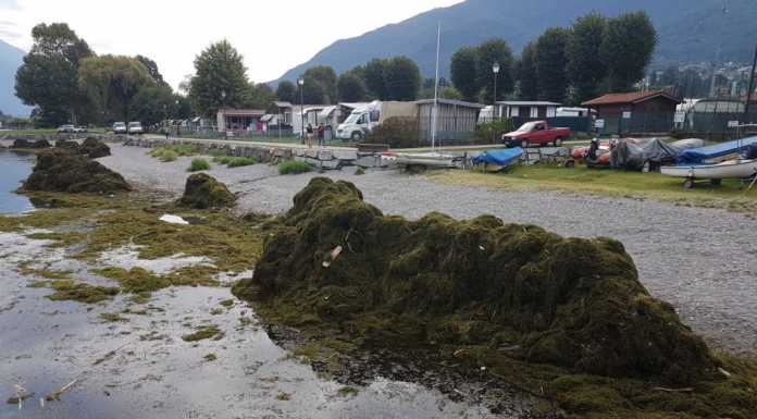 Colico: lavori in corso per ripulire il lido da alghe e detriti