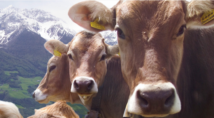 Pasturo, tre giorni con le “Manifestazioni Zootecniche Valsassinesi”