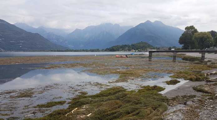 Al lido di Colico lago invaso da alghe e legname. Urge intervento di pulizia