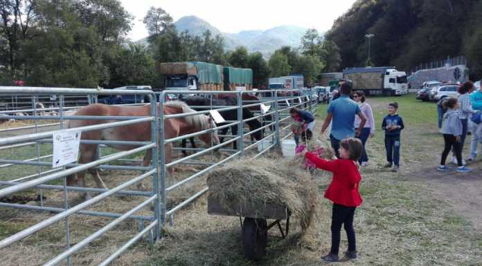 Nel fine settimana arrivano le Manifestazioni Zootecniche Valsassinesi