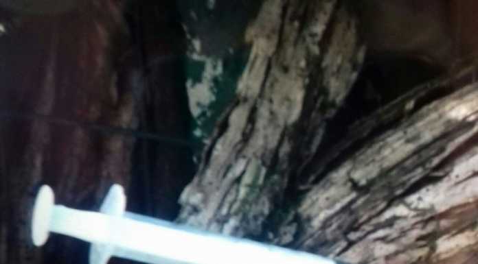 Spaccio nei boschi di Nibionno, siringhe conficcate negli alberi